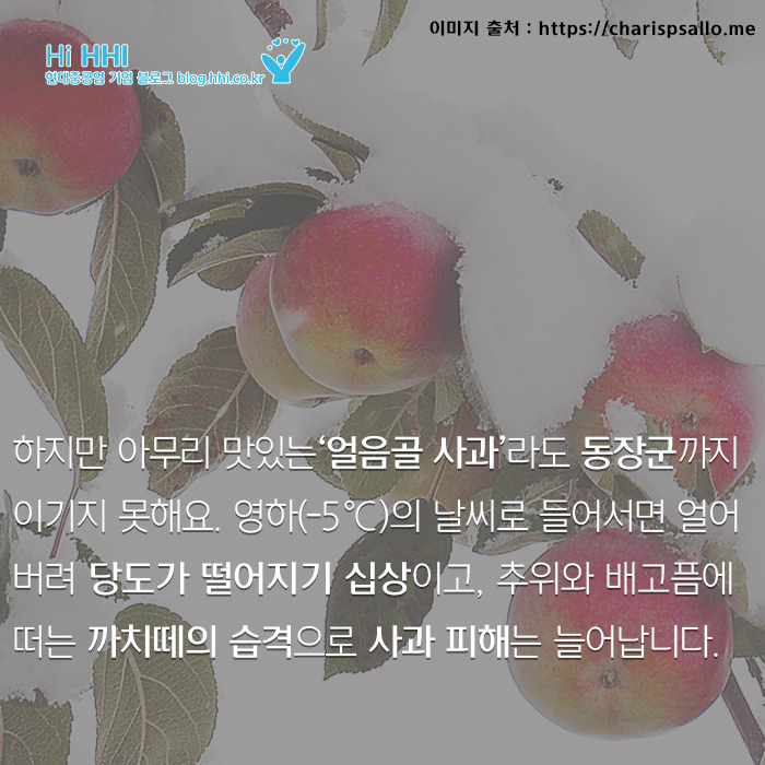 [카드뉴스]특명 얼음골 사과를 구하라 - 눈 속의 사과 - 자세한 내용은 아래를 참조해주세요.