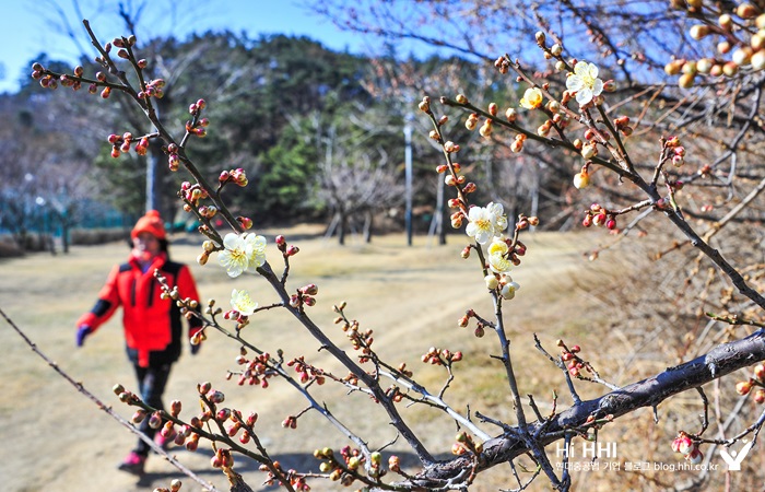 [사진]매화가 핀 모습(1)