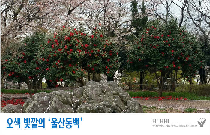 [사진]학성공원 울산동백축제(2) - 오색빛깔의 울산동백