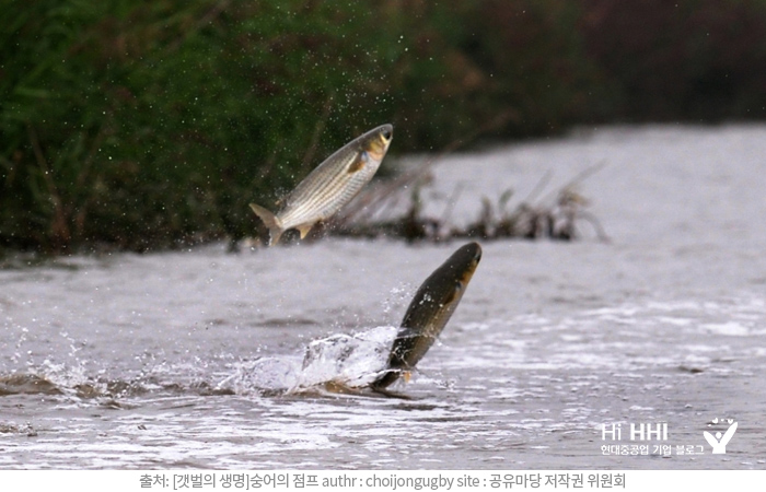 제철 생선 보리숭어 돌아왔다