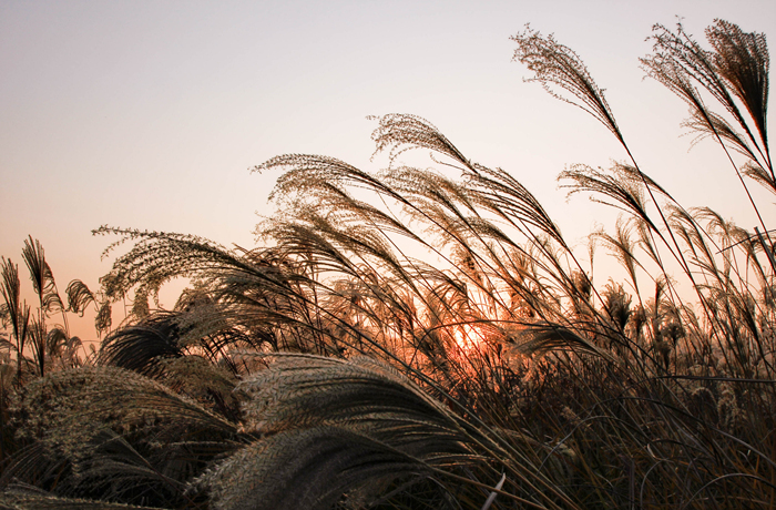 4.하늘공원_shutterstock_1108889618